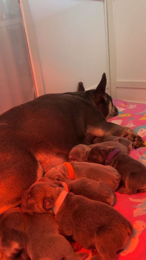 French bulldog puppies for sale 