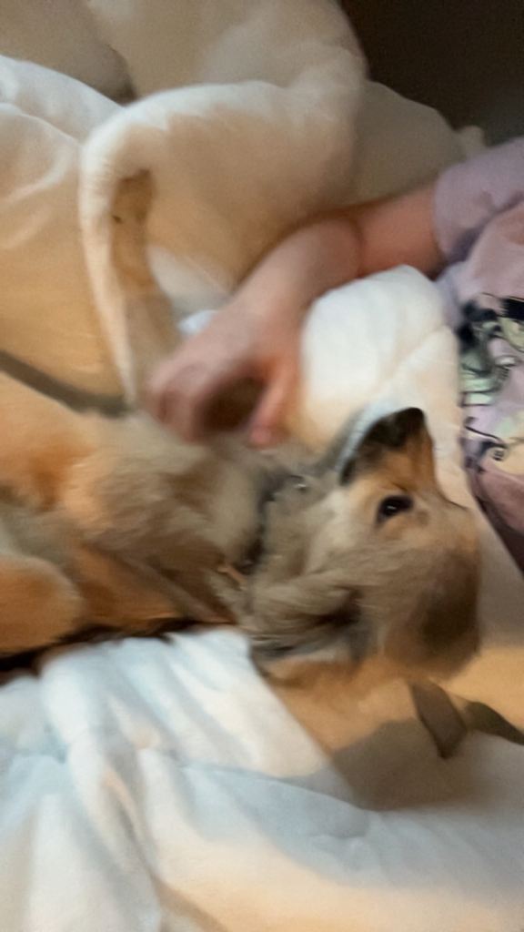 5 month puppy for sale 