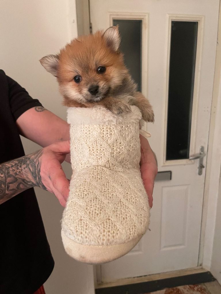 Pomeranian puppy 