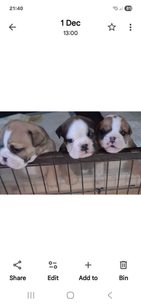 image for Genuine British Bulldog puppies 