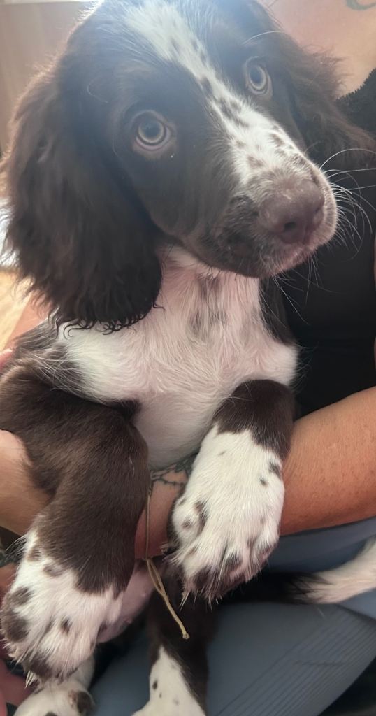 Labdoodle x English springer mix 