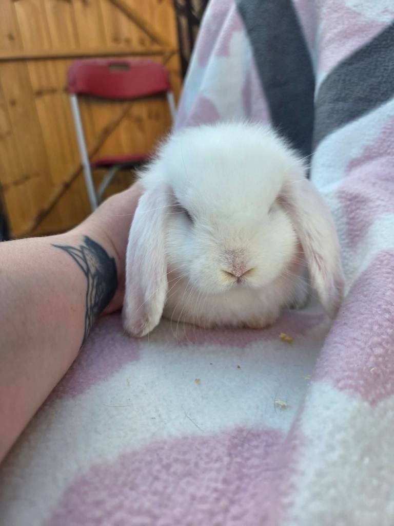 Baby Rabbits for sale 