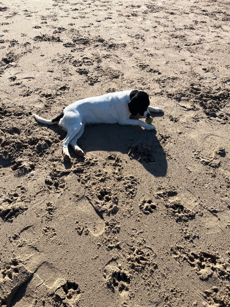 Loving Dog Looking For Forever Home