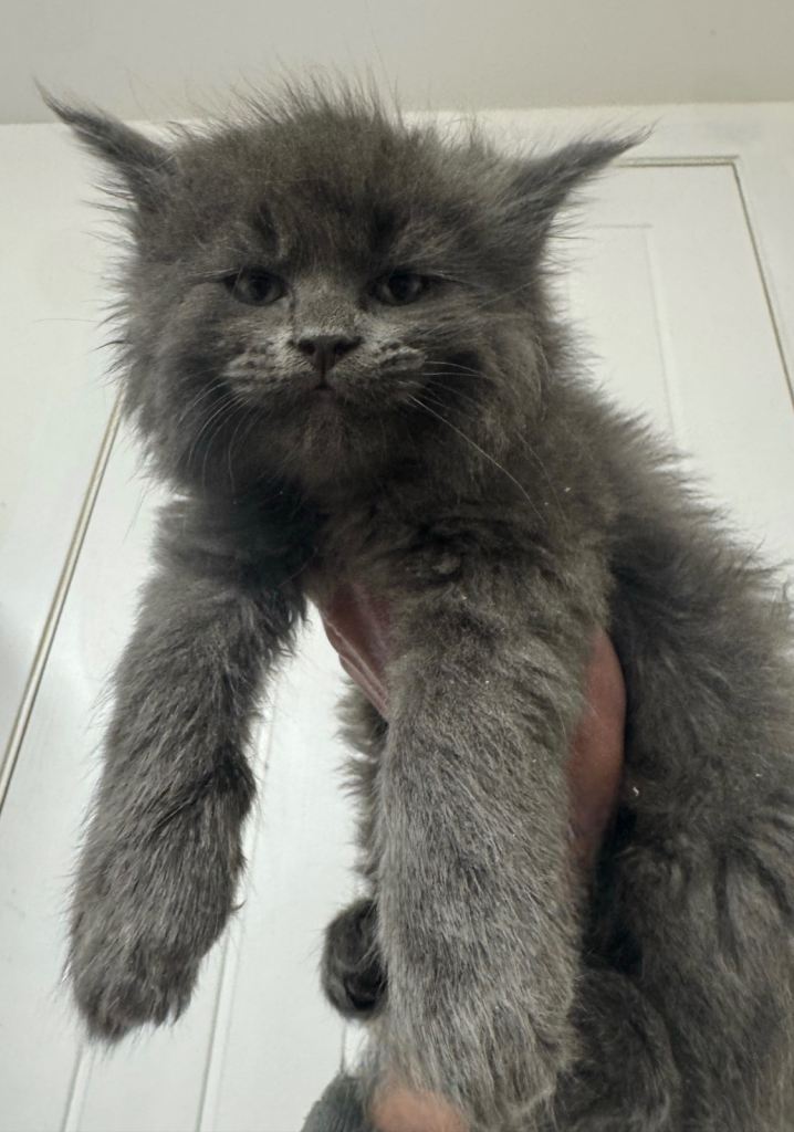 Maine Coon Ragdoll Cross 