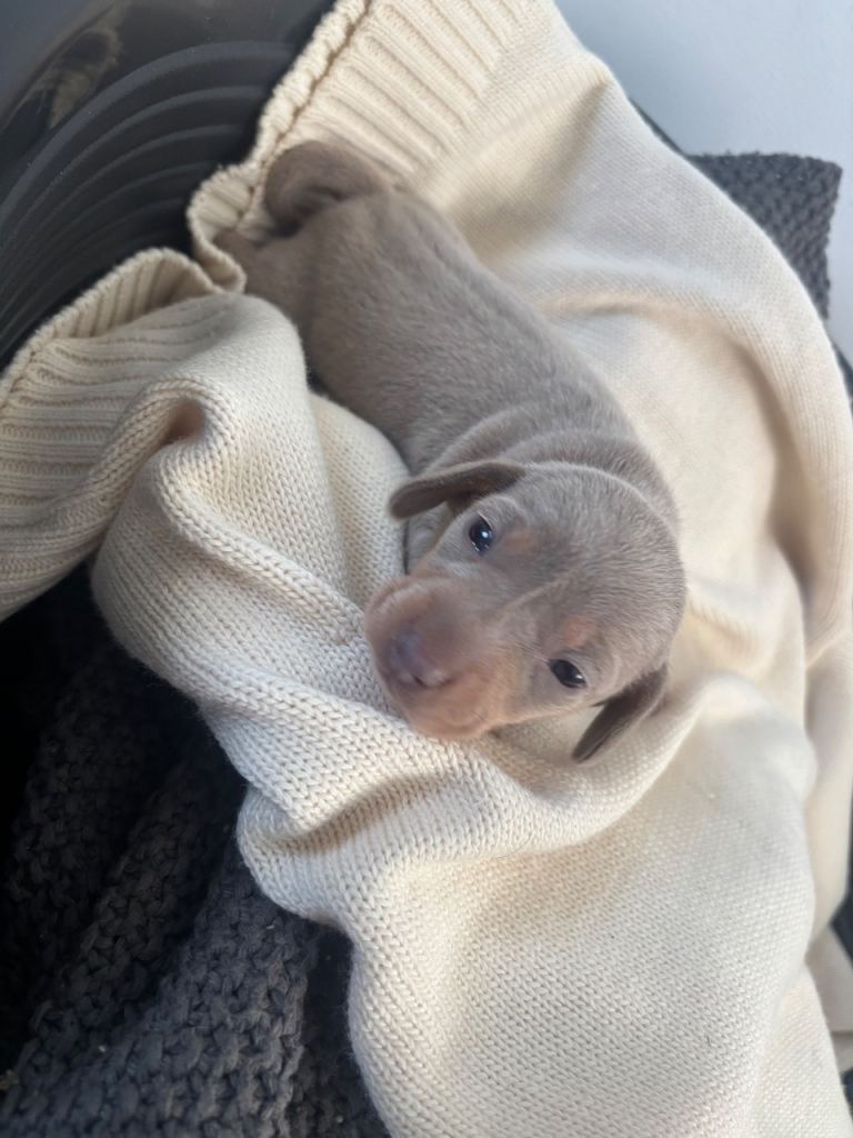 Beautiful miniature dachshund puppies - 1 LEFT