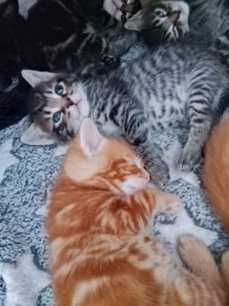 British longhair kittens