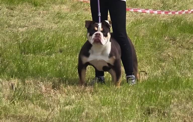 Olde English Bulldog for sale