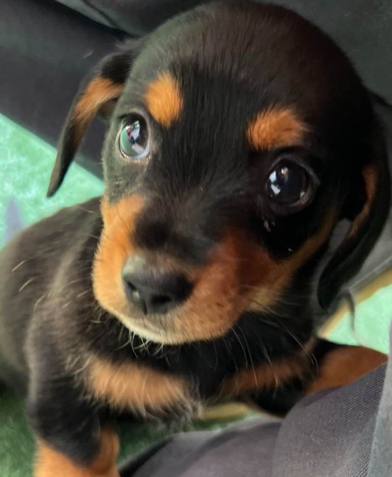 Adorable cavachon x dachshound pups