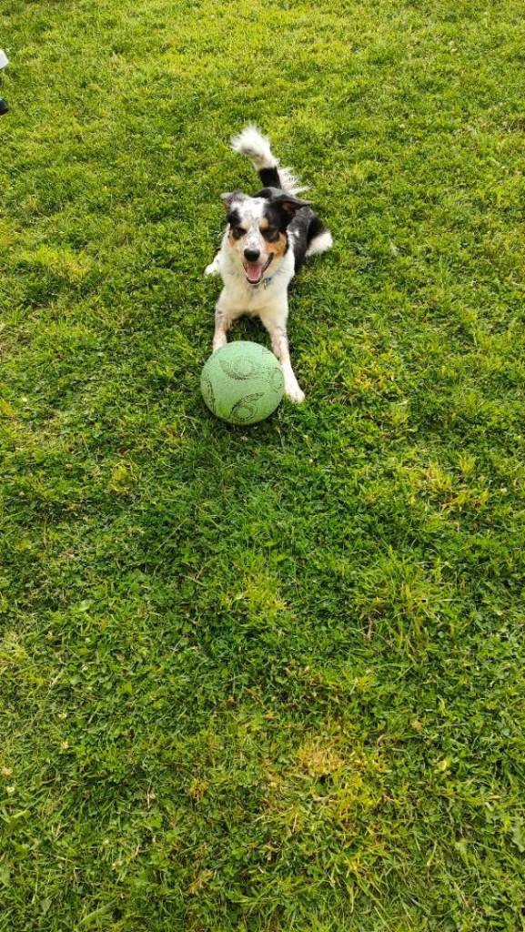 Border collie 4years old experienced owners only 