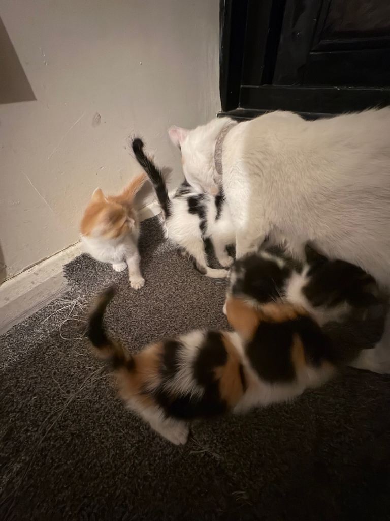 Mix colour kittens