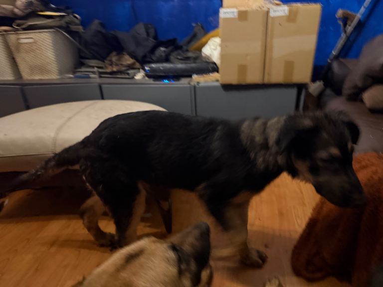 Belgium cross German Shepard 