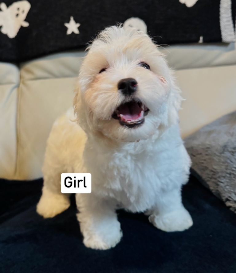 Maltese puppies 