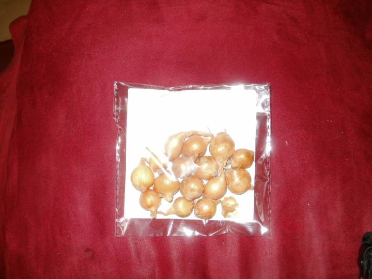 Onion Sets - Allium Cepa Stuttgarter Giant