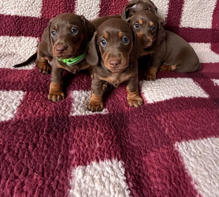 Miniature dachshund puppies 