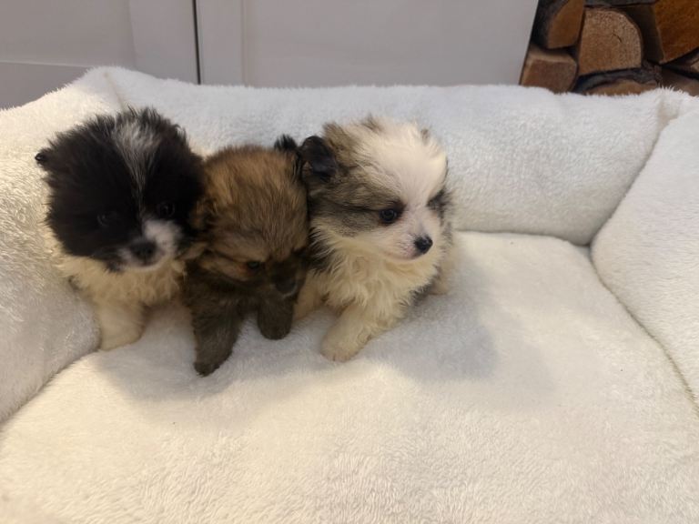 Gorgeous xxs Pomeranian Puppies