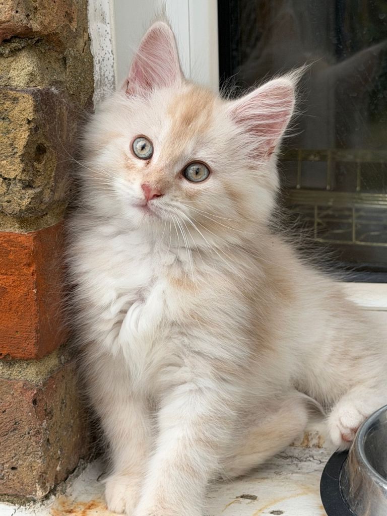 Lovely Maine Coon Kittens 