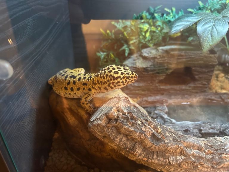 Leopard gecko