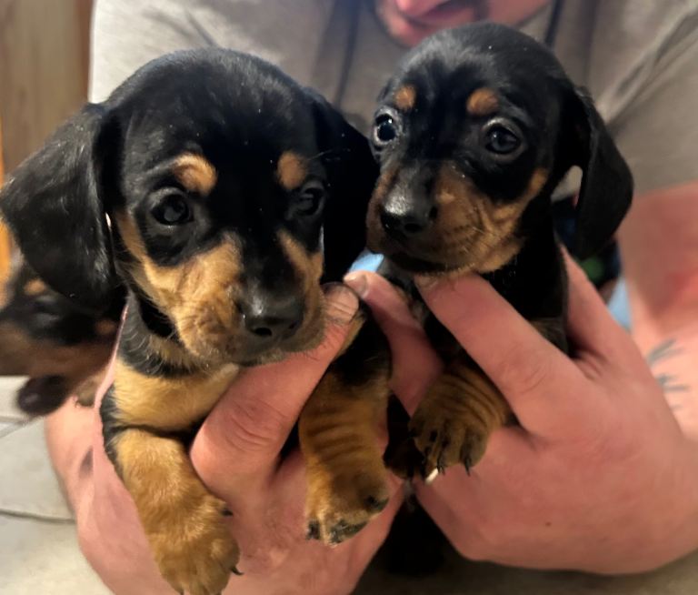 Mini dachshund puppies