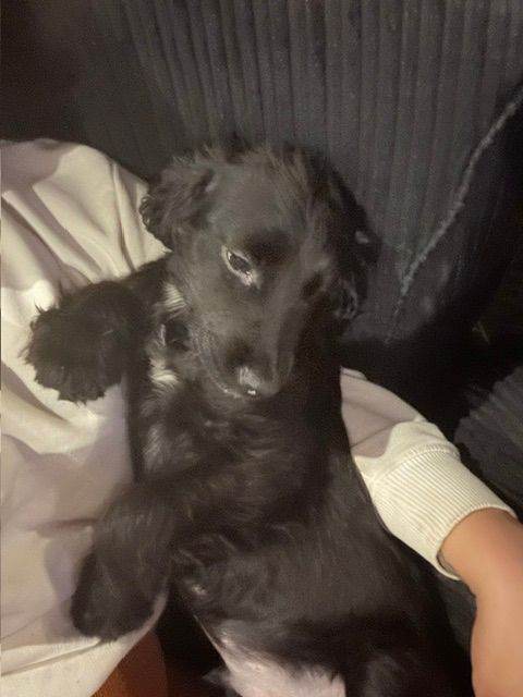 PRICE DROP!! MALE COCKER SPANIEL 16 WEEKS OLD 