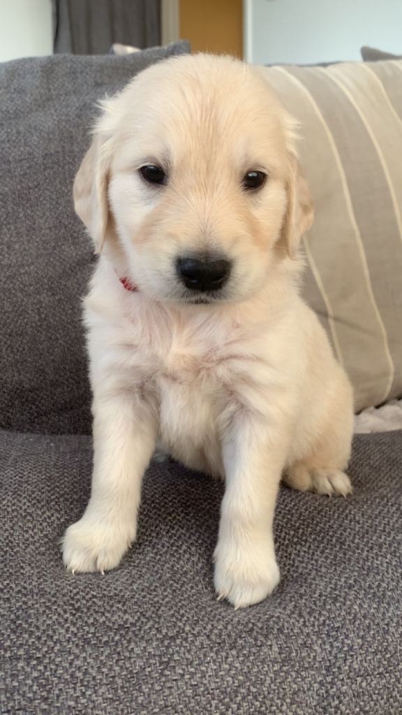 Kc reg golden retriever pups 