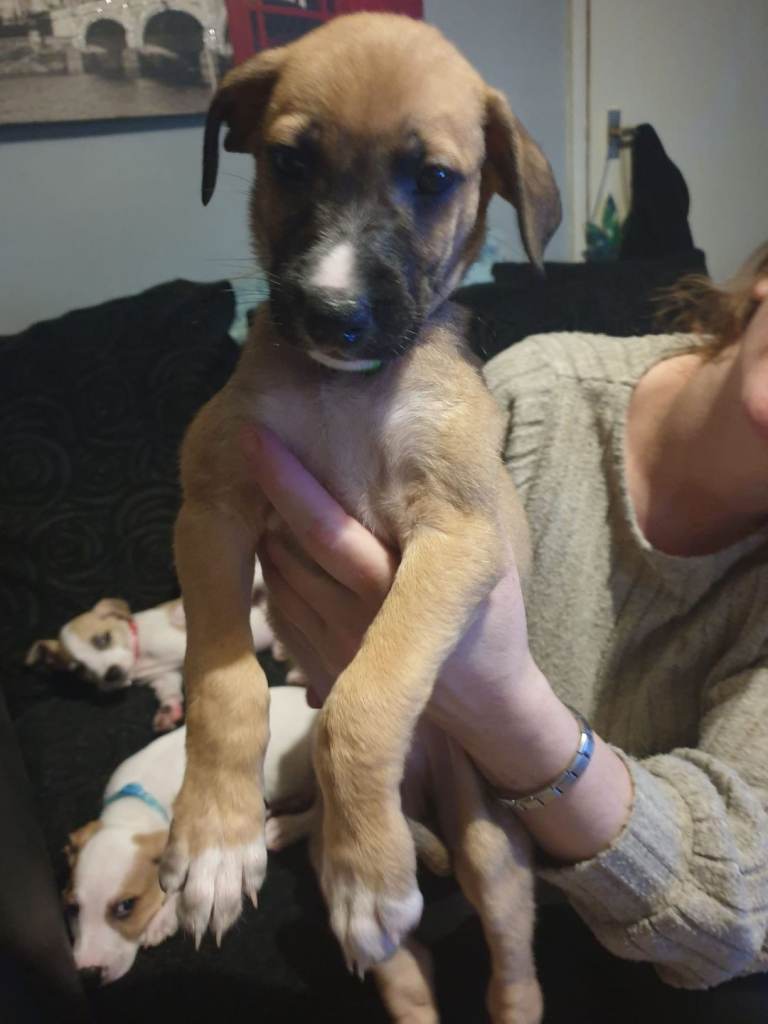 Whippet puppy looking for a loving home 🐶💛