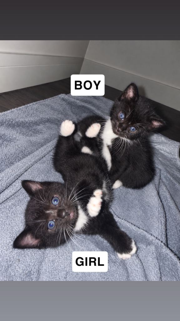 2 ADORABLE KITTENS FOR SALE!!!