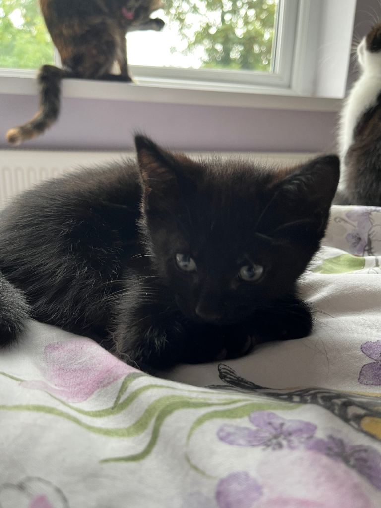 1 Male Black, Loving Kitten Ready For a Loving Home – 9 Weeks Old