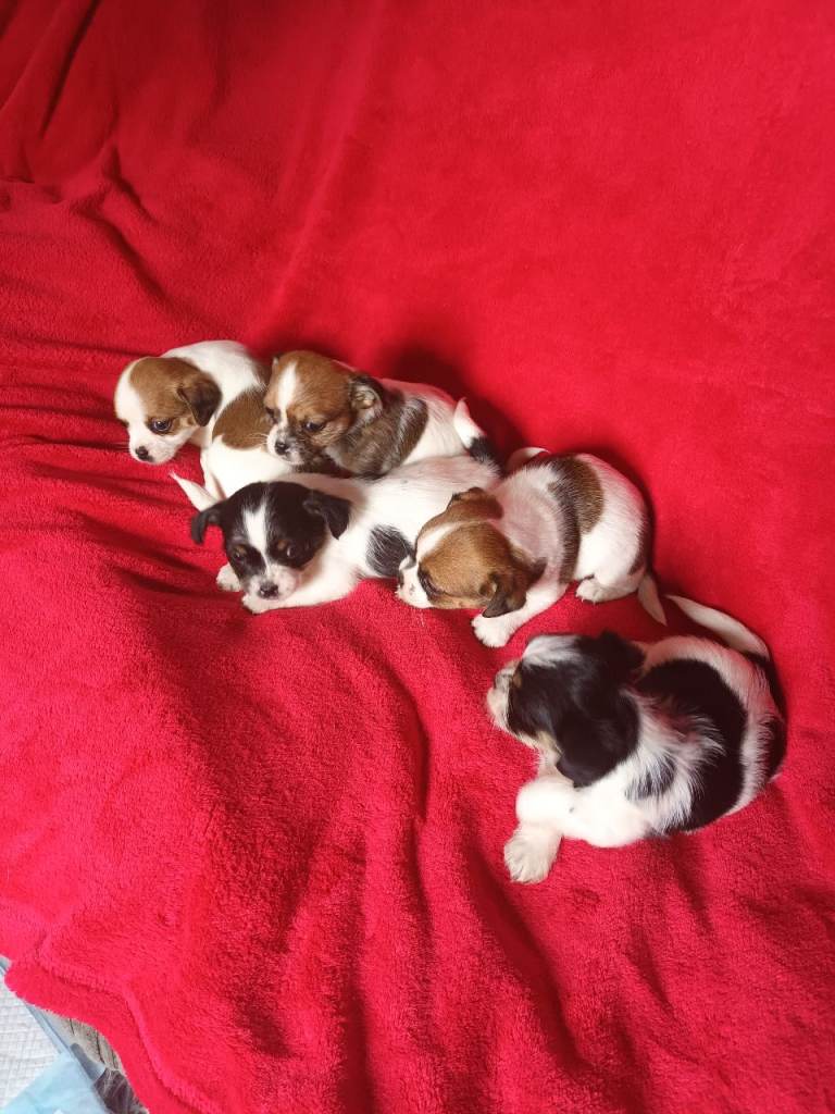 Litter of 3 x Beautiful Jack Tzu Puppies for sale