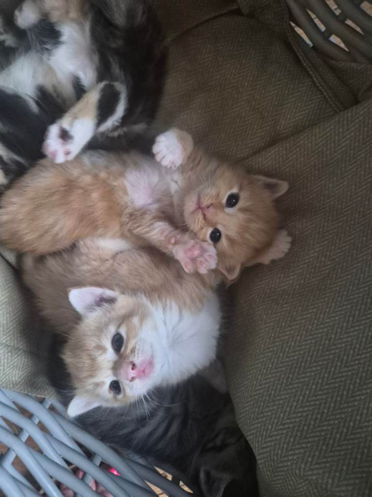 Beautiful kittens i have both parents