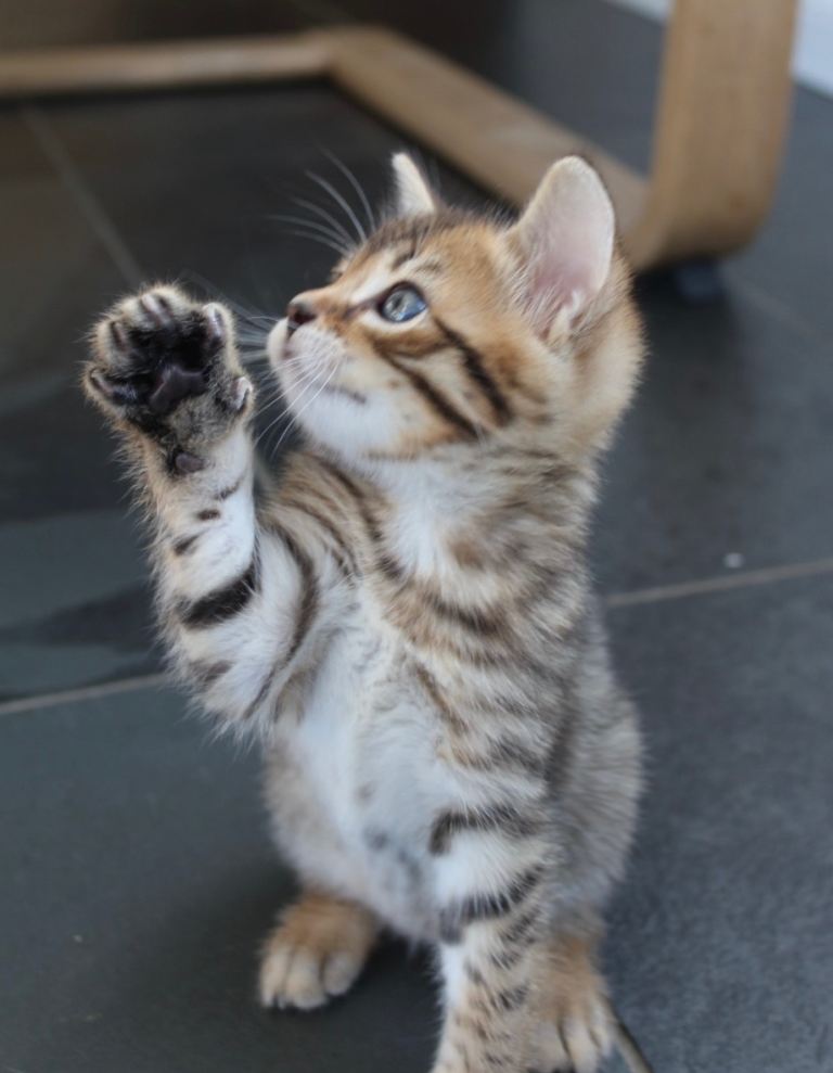 Stunningly beautiful Kittens with ‘kitten pack’