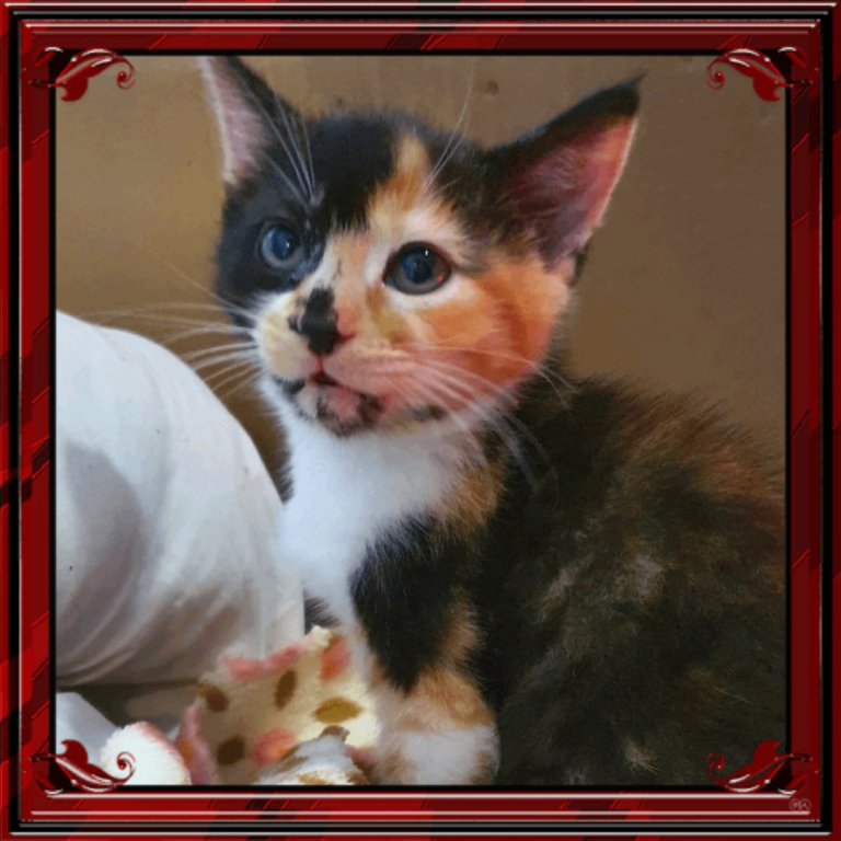 Kittens for sale
