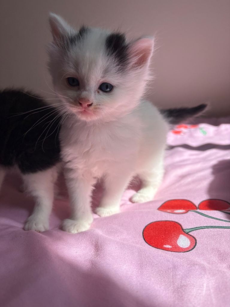 REDUCED - Gorgeous kittens looking for forever home
