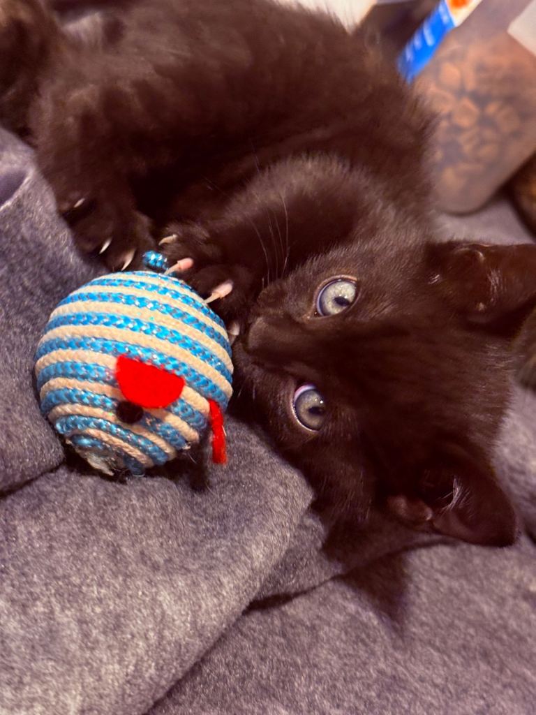 Half Bengal - Half mixed, litter trained, friendly kittens available 