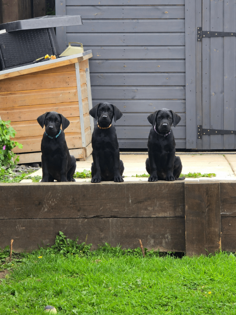 Labrador puppies kc registered FTCH