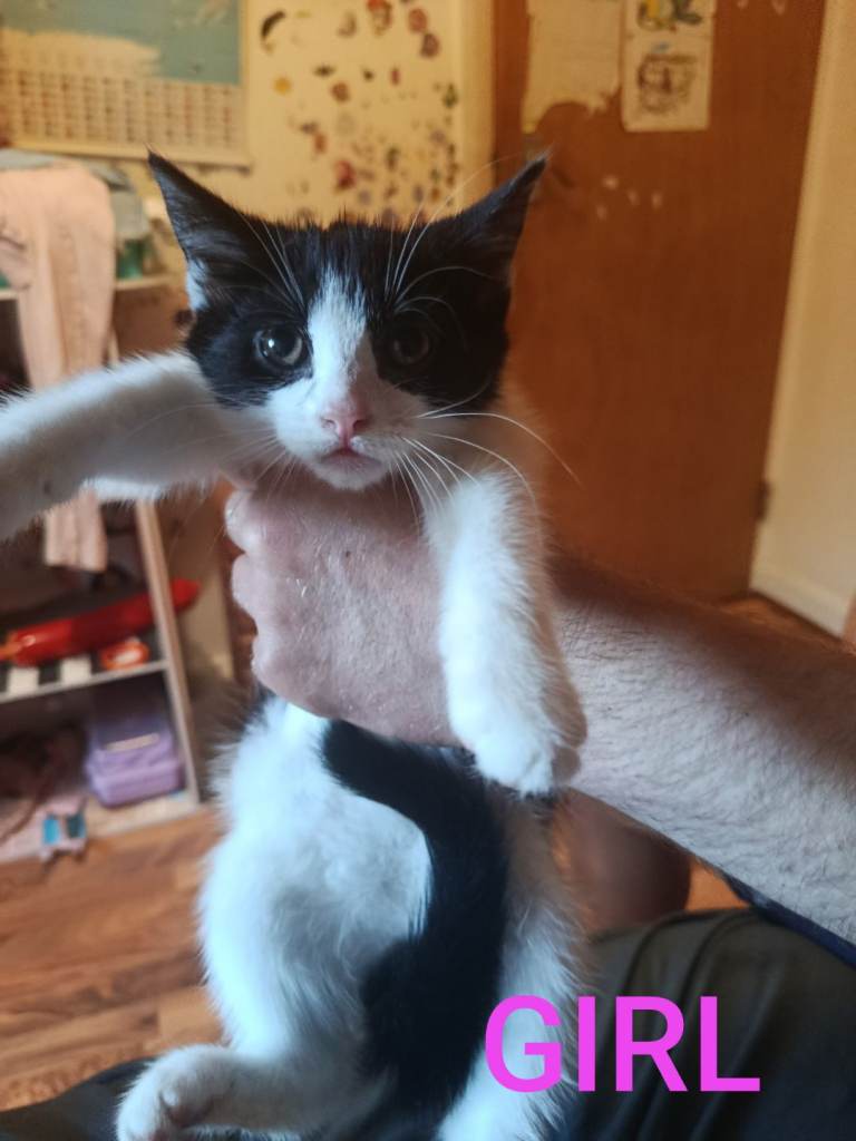 Beautiful black and white kittens ready to go 