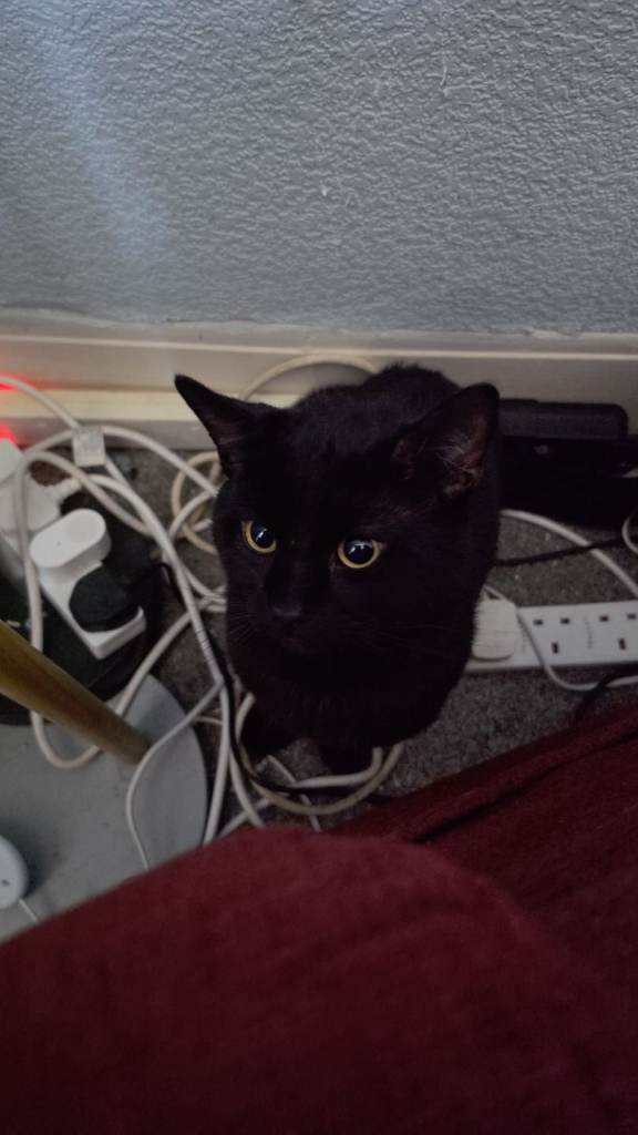 Black Cat 