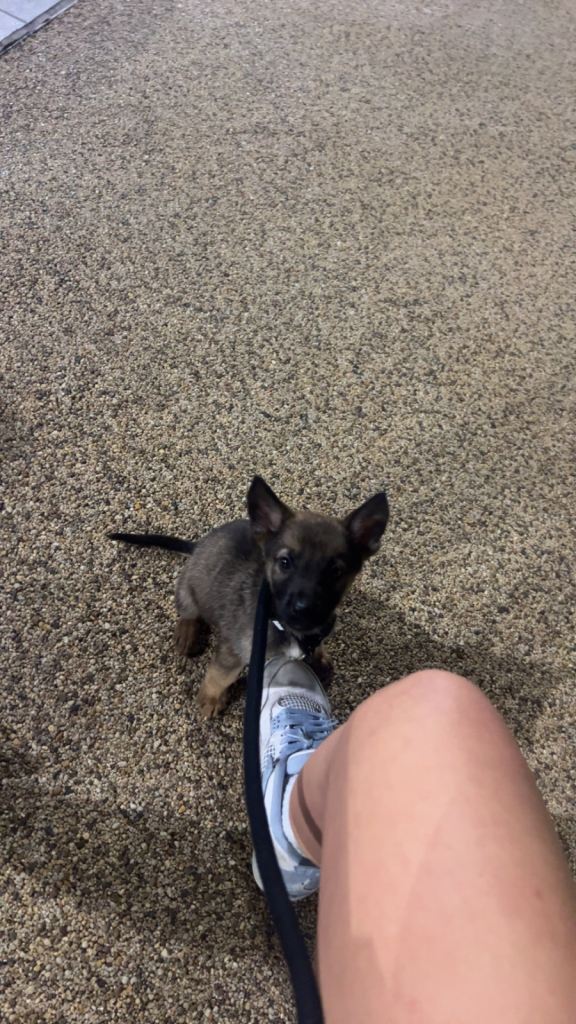 Belgian Malinois puppy!