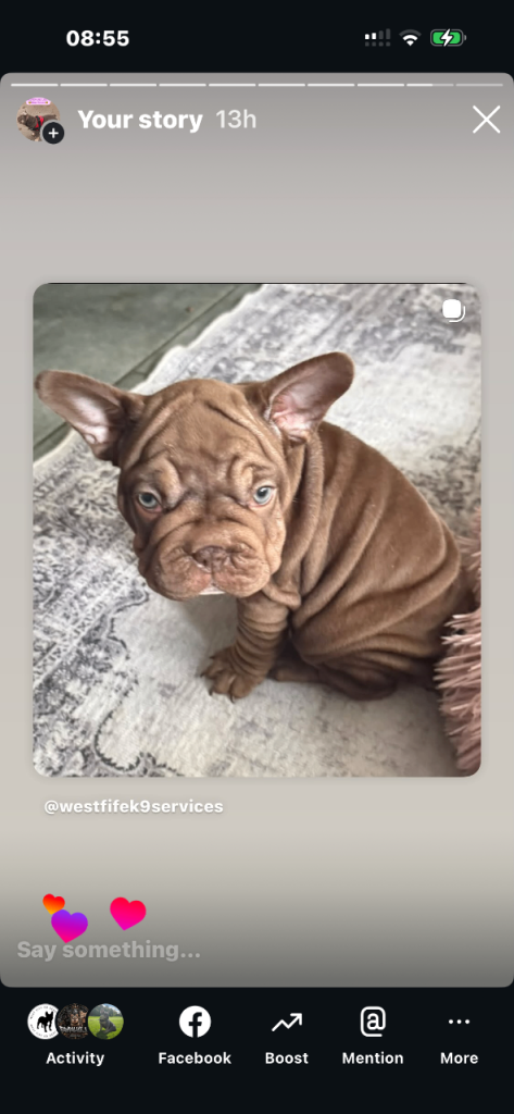 Gorgeous French Bulldogs