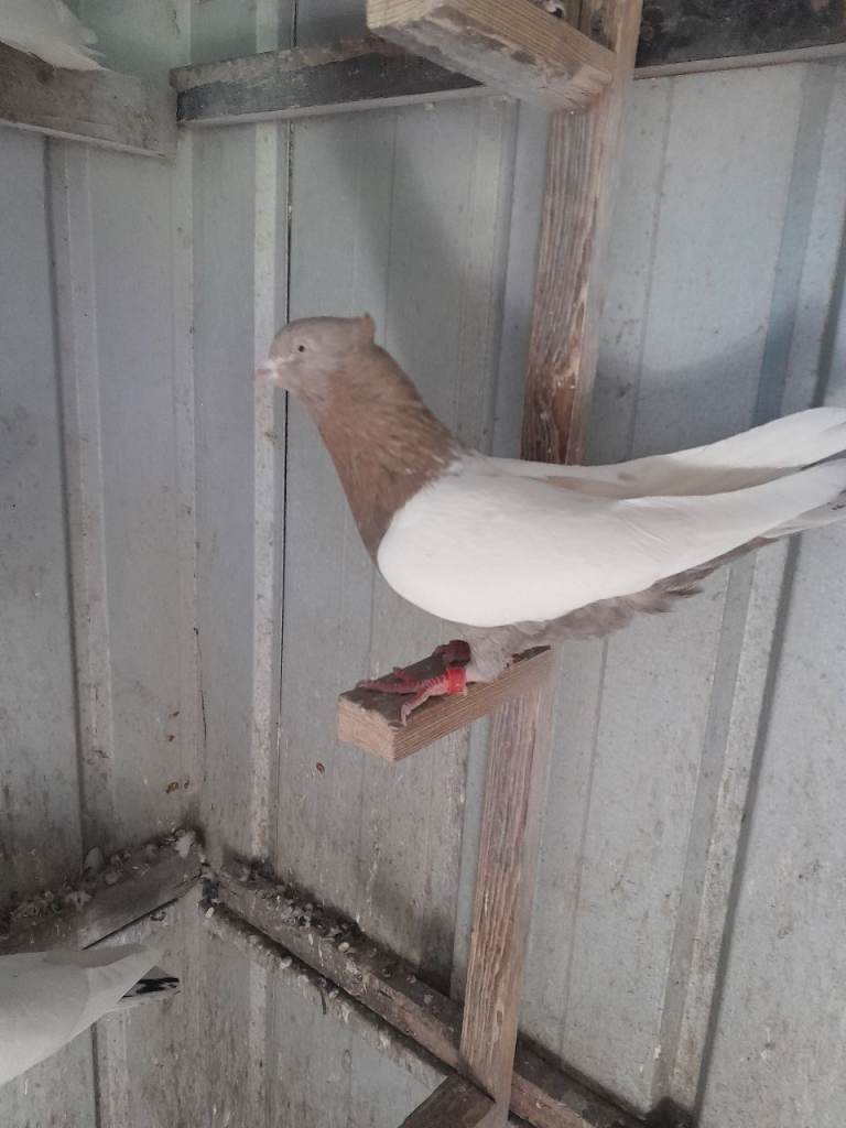 Iranian highfly pigeon 