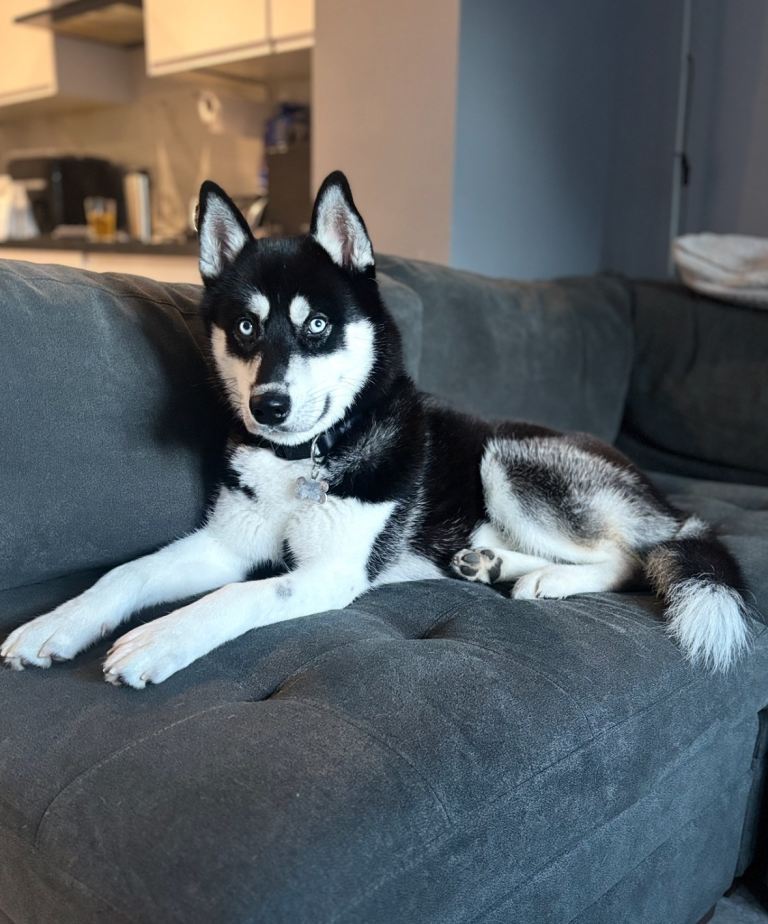 Siberian Husky Male Puppy 11 Months - Black and White Blue Eyes