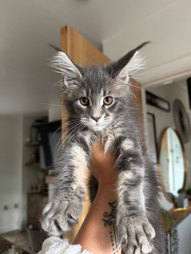 Maine coon male 