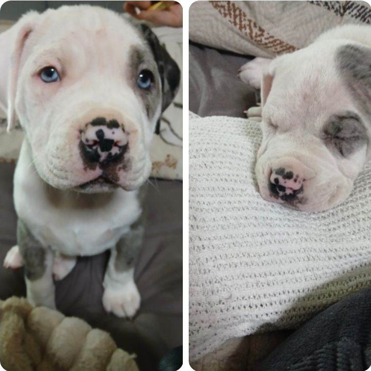 Blue merle american bully x