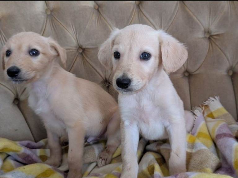 Last 2 lurcher puppies 