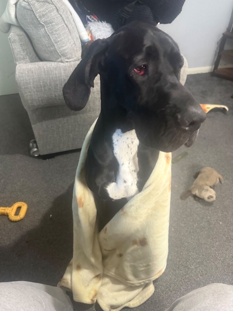 Great Dane Rehome