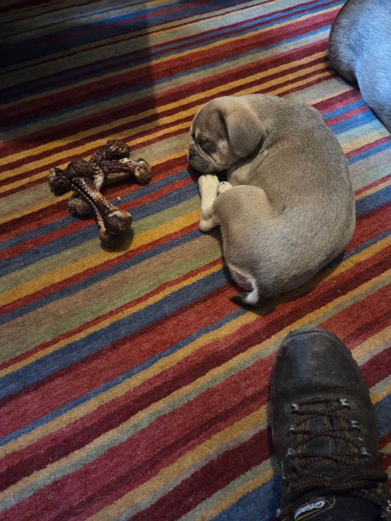 French bulldog female pup
