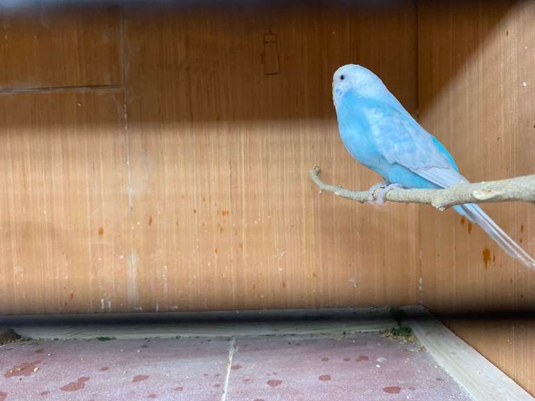 Baby Budgies for sale