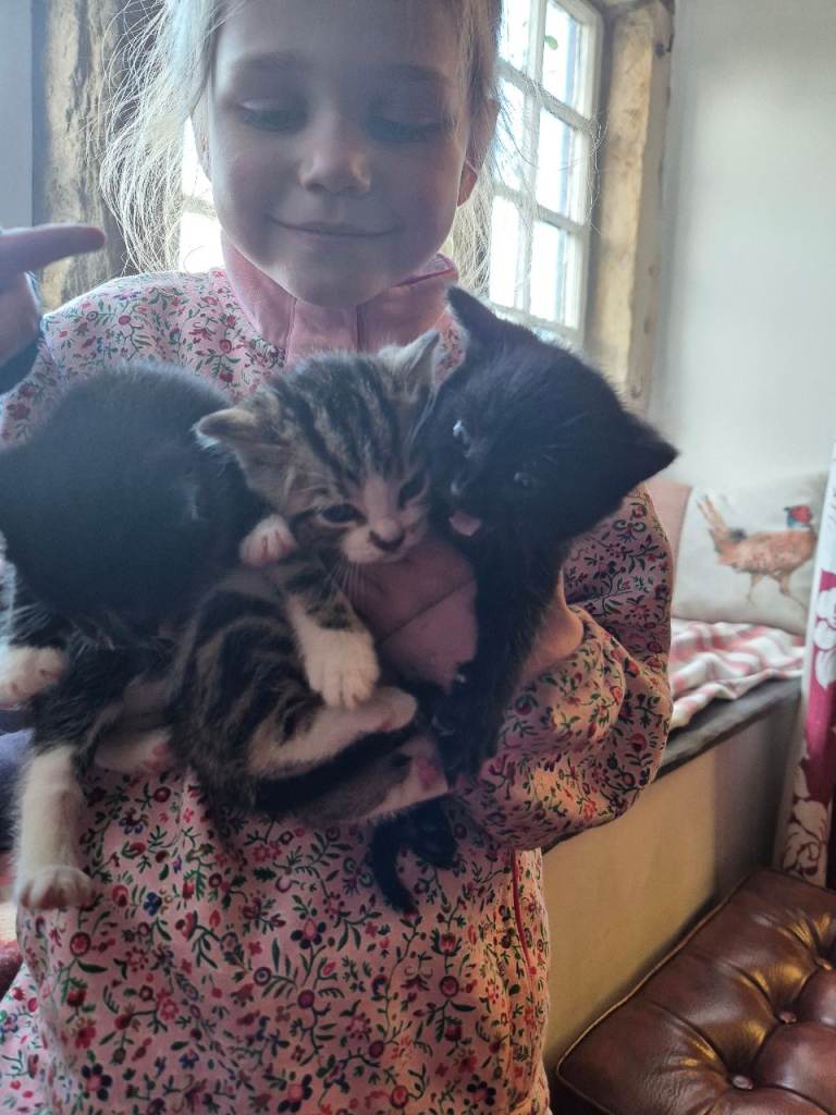 Beautiful Family Kittens