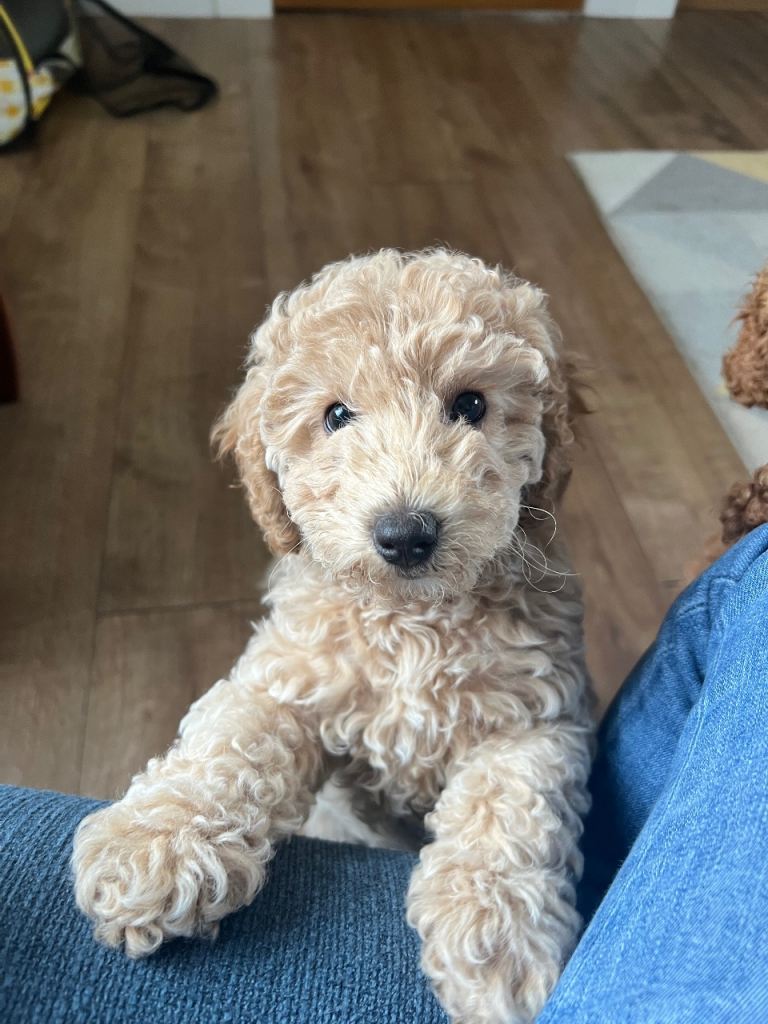 Apricot Girl Toy Poodle will be fully vaccinated and chipped. 