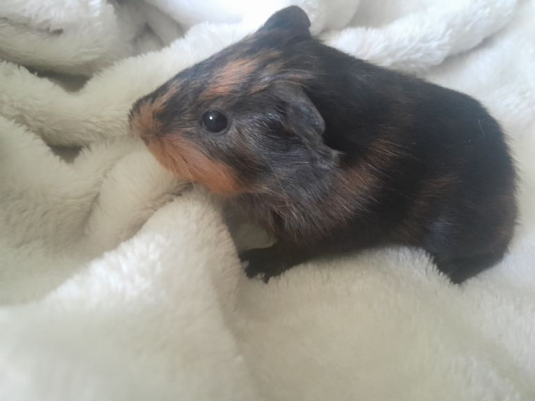 Baby guinea pig for sale 