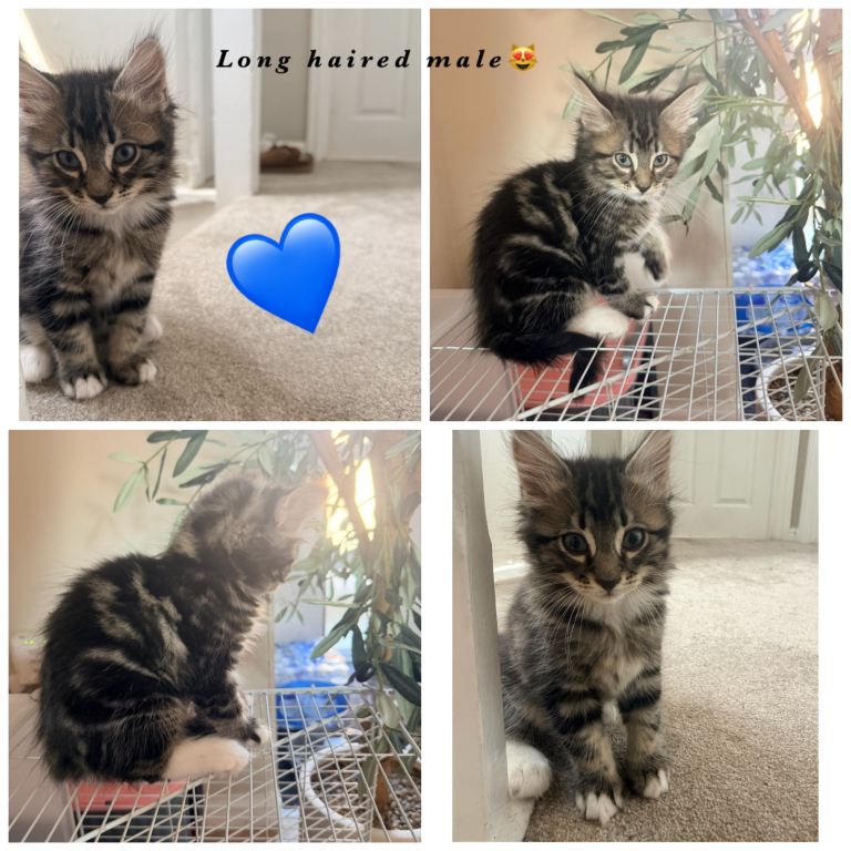 5 gorgeous kittens 😻 3 female🩷 2 male💙 ( check description)